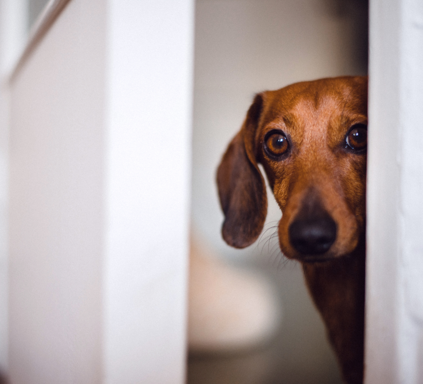 Dog peeking around corner